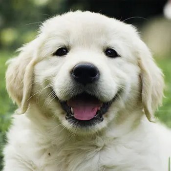 FurryFriends76's profile picture. Your daily dose of the cutiest puppies, fluffy cuddles & heart-melting moments