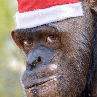 Chimpin82's profile picture. The fall of Constantinople was the beginning of the decline