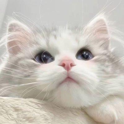 to2yai's profile picture. 07⌇春からcit 都市環境