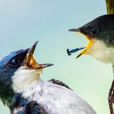 Agbomison's profile picture. 