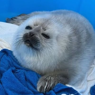 lu_xiaoai's profile picture. https://t.co/21ngMEhkHt
不允许任何人无授权转载