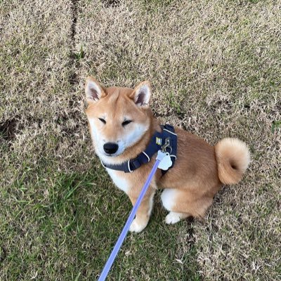 Bryannninvests's profile picture. Sharing my personal thoughts and investments $PLTR $GRAB $OSCR $HOOD $TSLA