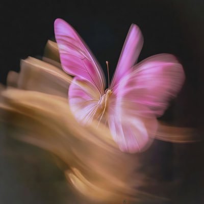 qxllura's profile picture. IAU||CS24🧬🥼|| member in @programming_IAU