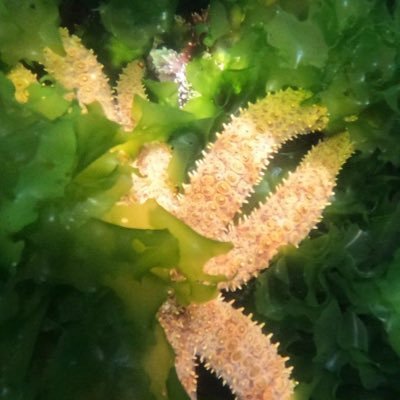 jess_marnich's profile picture. A refugee in Aus since 70s.  https://t.co/mkdQyxSSl0 #MelbsWest #AgedCare #Health #SexualHealth Own views 🇨🇱 Spanish/🇦🇺 English