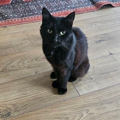 RomanaBhatti's profile picture. Parent of two daughters, one who has autism. The quicker Starmer goes the better. Hate scammers and animal abusers. Mental disability is real