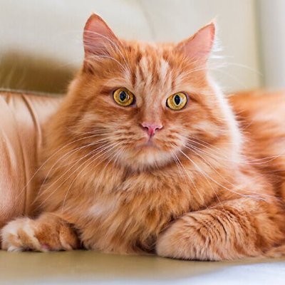 EndMyCycle43's profile picture. Time to grind! Grab every opportunity :)