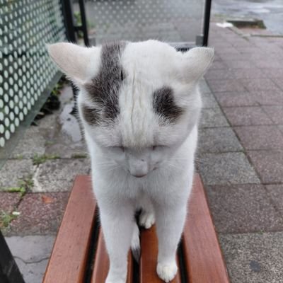 LAB_Comics's profile picture. “Live now; make now always the most precious time. Now will never come again.” —  Captain Picard

BGU-IU Physics