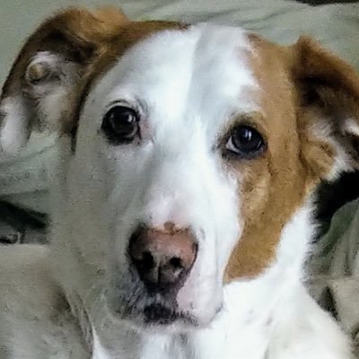 trebus_mr's profile picture. Ickle blind, diabetic pup no one wanted, now pootling OTRB 🌈Lieutenant #ZSHQ #RuffRiderz,honory #LawnPotato 🥔 🌱 my bruvva, Romanian rescue #HarkerToo