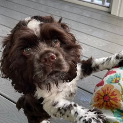 yswaters's profile picture. ProLife ✝️ Constitutional Conservative | MAGA | MAHA | MASA | America FIRST🇺🇸 | Term Limits NOW | Pro Israel🇮🇱 | NO DM’s - I WON’T REPLY! | IFBAP’s🇺🇸💪🏼