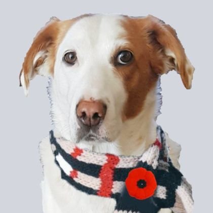 DeannaHershber3's profile picture. Simon 10 yr old Tzu, Sis Bunny🌈, 11yr old bro Sam, Sis Emily🌈 BFFs Boo🌈 Maxi🌈,  I ❤ Princess Tiffany, Count of 🏰 Castle Tzu Vannia #TzuVannia