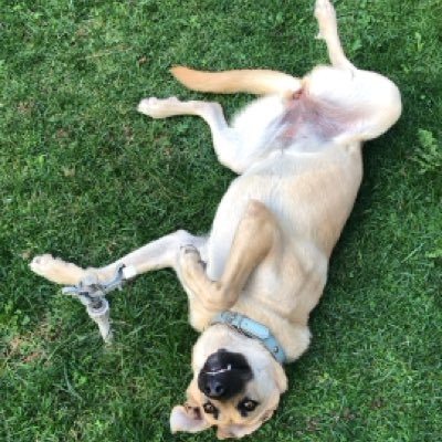 Boz