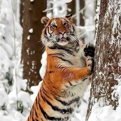 FbvrNcySk2rhRmD's profile picture. نبض قلبي يمني ﻻشمالي اوجنوبي انااليمن كلها😭
حسابات اباحيه وروحانيات وخطابات❌🚫❌🚫الكهرباء💡غيرموجوده عندنا