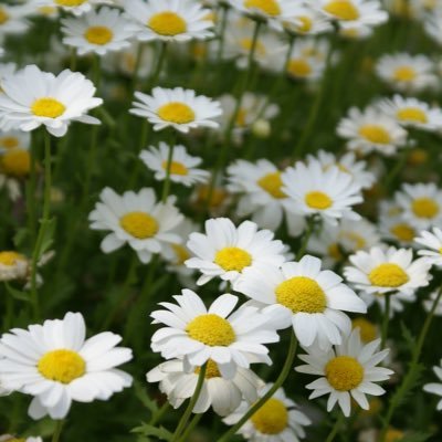 Til_oo's profile picture. 일상계