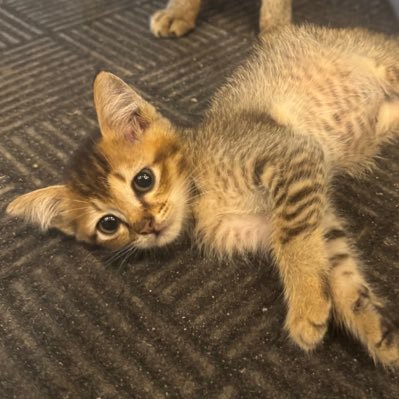 JianLie6's profile picture. 23♑️ | FOOD Scientist 🤍 Aesthetic Owner Clinic 👩🏻‍⚕️, Food Science at @unibo @unibt_foodlaw