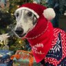 mr_b_and_dillon's profile picture. DILLON, a longdog. Member of #HoundsOfTwitter. Sniffari enthusiast. Memories of BAYLEY, a lilac BSH (founder member #BSHcrew & honorary hound). EAST LANCASHIRE.