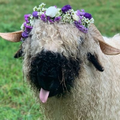 sheepdaily_twt's profile picture. Here to provide you with your daily dose of sheep | Ovis aries enjoyer | DM submissions/suggestions 📥I Credits to original owners | Also on Bluesky