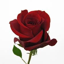 clpac65173573_'s profile picture. 最近株始めました。NISAしか勝たん。