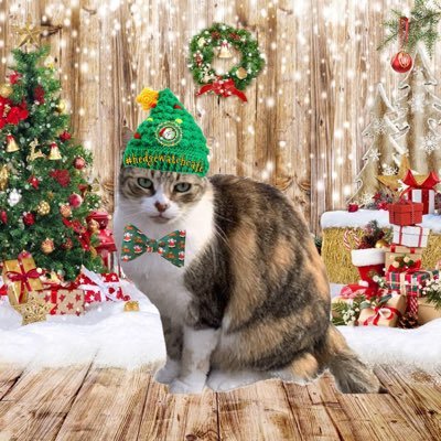 SkittlesFriends's profile picture. I'm Skittles (F) I'm the CEO of the Team there are 8 Rescue Cats, multiple Community Cats & the Big Guy we are members of #TheAviators #HedgeWatch #mogwarts