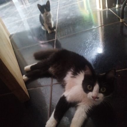 Albert4852372's profile picture. 