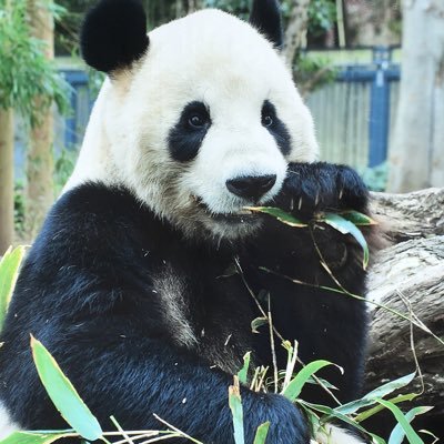 black_of_it00's profile picture. 趣味垢/25⤴︎/都内/ポケモン/シナモン/まるまる/ぷいきゅあ