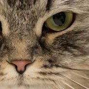 Sand32121's profile picture. Bullish on  Succinct

Canton -MOD 

Sentient- Sentient AGI