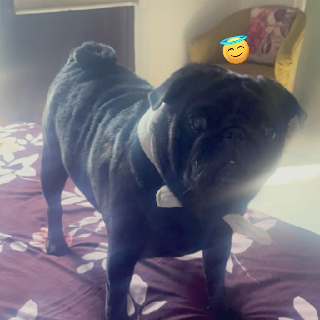 SachinG32597053's profile picture. $apu $npc $fwog $retardio