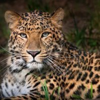 lonelyinmyroomx's profile picture. 