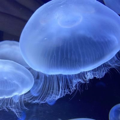 k2431710's profile picture. クラゲがすごく好きです！