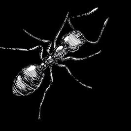 shakhsEeadi's profile picture. (1.  2.   ----- 3.  3. )
                                                  
A lonely ordinary Ant living in the territory of Ant Keepers.