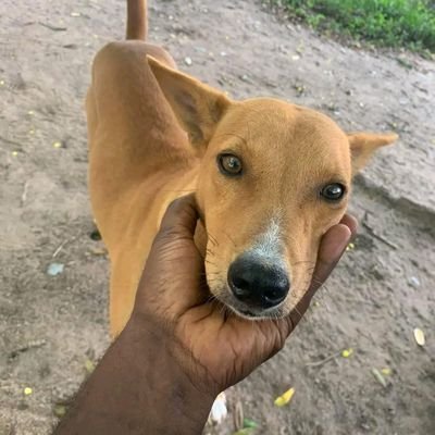 RichardKamasah_'s profile picture. YAHITI (Apicki)- https://t.co/Y2smhHtlPJ