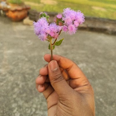 manzit040's profile picture. Nitrograph