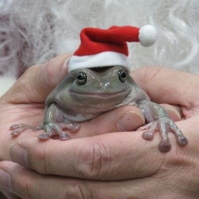 Winterly Frog (Wizard Wars of 1439) Profile