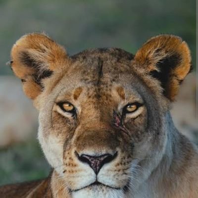 sheen_Dear's profile picture. fuelled by  of ☕ 
wondering in search 🔎 of mankind 
welcome for DM
Love to 😁