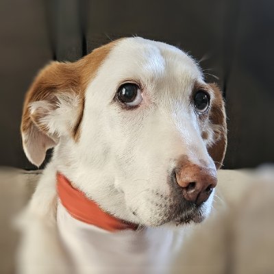 MarlinIsAGoodB1's profile picture. Hangsome, sweemt goldador • lumv my hoos, my Penmy Lane, an emveryone • borm 4/4/18 • #Pawventures • #ZSHQ Major • I follow non-com furpals 🚫 NO MAGA 🚫