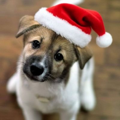 BichinhosFB's profile picture. 