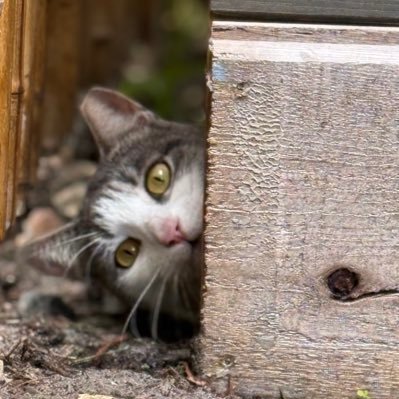 naderinmiami's profile picture. Human(ish)