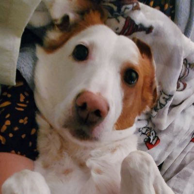 CdnMan2's profile picture. 🇨🇦Canadian guy and his pooch Norman 🌈, lil brother of Elliott 🌈. This account used to be for a human but like his food, and blankets Norm has stolen it.