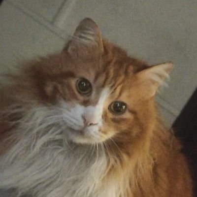 CuratorOfCanvas's profile picture. 