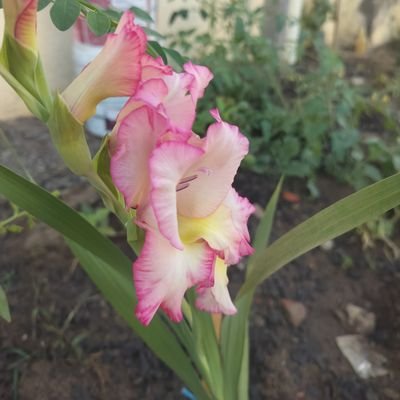 ContractEmpl's profile picture. कुछ अलग ही।