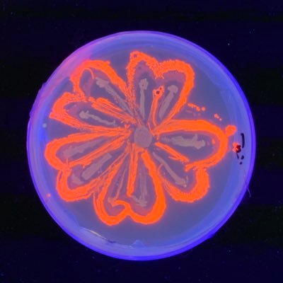 aluerra's profile picture. 