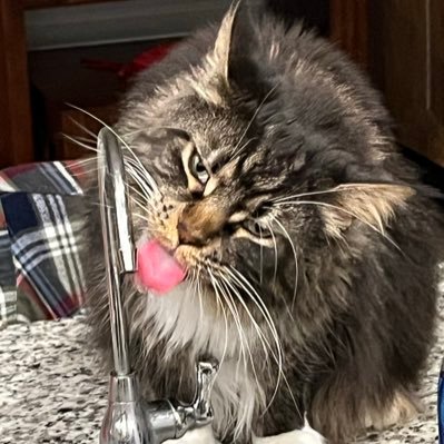 KevinaFaga's profile picture. GenX 🚺 | 🇺🇸 1st, women 1st | 🔫 #2A | 🚫 p0rn | 🚫 gender | ❤️🐈🐕 | 🏖🌊⛱️ | Ex Dem