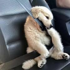 Scottvullen's profile picture. Don’t fear failure — fear giving up too soon. #MAGA