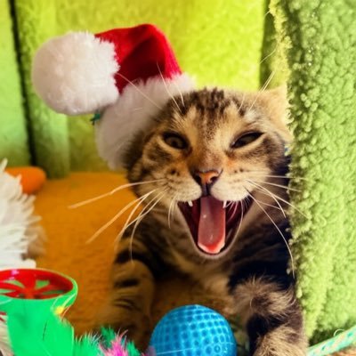 FrogLeap33's profile picture. The Patriot Act was so 1984 🐇 Proud mother, wife, conspiracy realist. Texas - NYC - NoCal - Texas. Very Gen X.