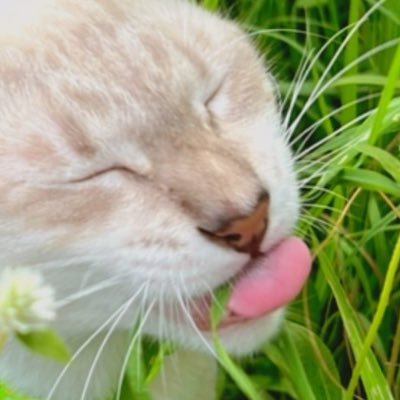 Jaomeow154060's profile picture. 