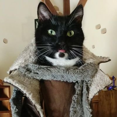 Cat_Cosplay's profile picture. Cosplaying Cats! Professional Costumes on Cat Models. Don't try this at home. Search Cat Cosplay anywhere. Business: catcosplayinc@gmail.com Logo: @avivor