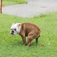 dawg_turd's profile picture. 