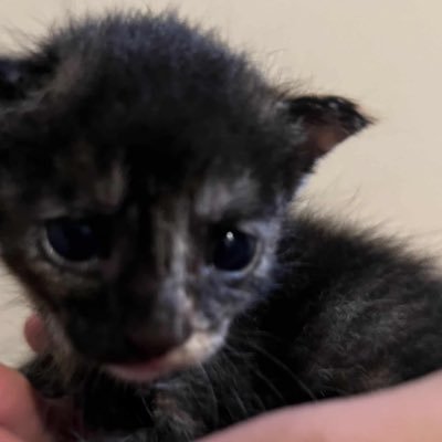 ava_O777's profile picture. ⠀⠀⠀⠀⠀⠀⠀⠀ ⠀ ⠀⠀⠀⠀⠀⠀⠀ ⠀ ⠀⠀⠀⠀⠀⠀⠀⠀⠀⠀⠀⠀⠀⠀ ⠀⠀⠀ ⠀ ⠀⠀⠀⠀⠀⠀ ⠀ ⠀21. certified d1 yapper, ⠀ ⠀⠀⠀⠀⠀⠀⠀⠀ ⠀⠀⠀⠀⠀⠀⠀ ⠀⠀⠀ ⠀ ⠀⠀⠀⠀⠀⠀recovering ex lover girl. @vaincaptive ⠀⠀⠀⠀⠀⠀⠀⠀⠀⠀