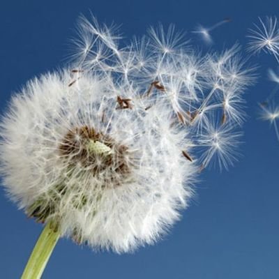 muvahid6504's profile picture. -YAZAR-