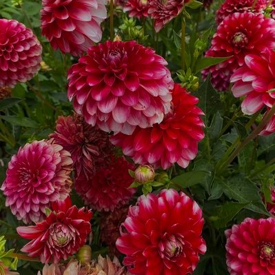 mvrgltt's profile picture. 