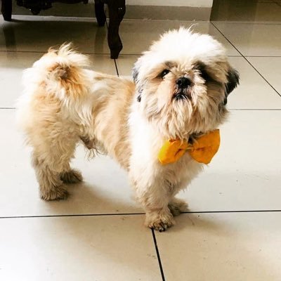 MrRichierich9's profile picture. A frustrated CEO, Runs MSME. Here for fun; Mostly shitpost and sometimes I write romance. E com sales and Meta ads